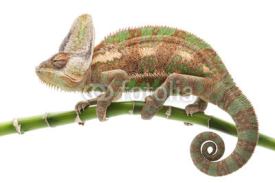 Naklejki Veiled Chameleon
