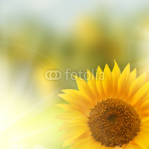 Fototapety Orange sunflower with text