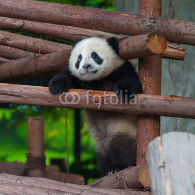 Giant panda  trying to climb over a wooden pole