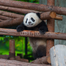 Naklejki Giant panda  trying to climb over a wooden pole