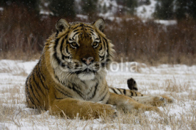 Fototapety Siberian tiger, Panthera tigris altaica