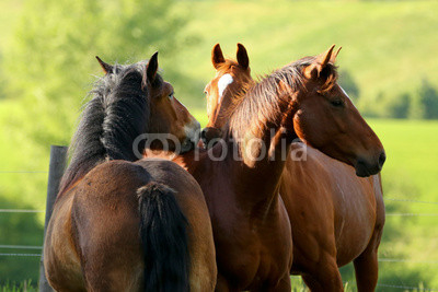3 Pferdefreunde