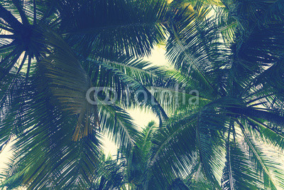 Tropical palm tree leaf background