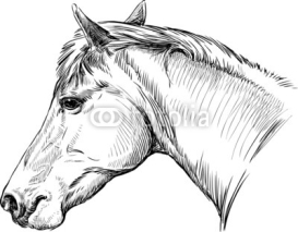 Naklejki portrait of horse