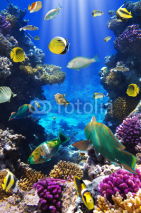 Fototapety Coral colony and coral fish