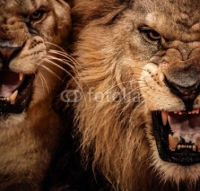 Naklejki Close-up shot of two roaring lion