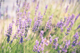 Fototapety Lavender Bush