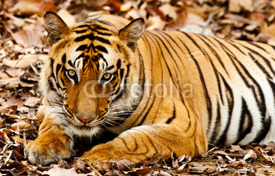 Large male Bengal tiger in Bandhavgarh National Park, India