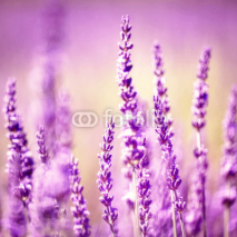 Naklejki Vintage lavender flower
