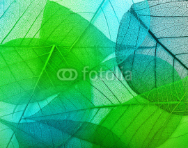 Fototapety Macro leaves