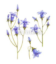 Bluebell flowers collection. Watercolor illustrations