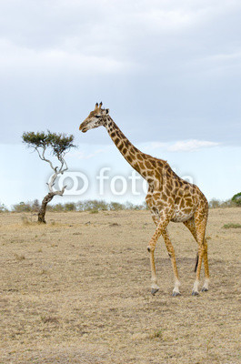 giraffe standing on the masi mari during the evening