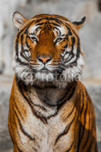 Obrazy i plakaty Tiger Close Up Portrait