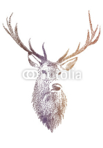 Fototapety deer head, vector