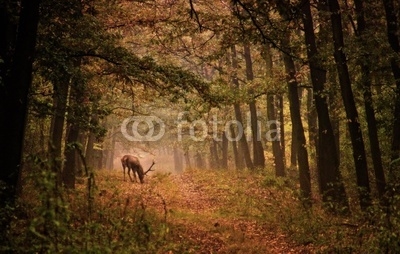 Red deer in a forest