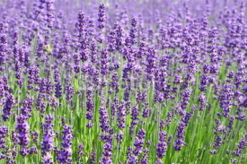 Naklejki lavendel