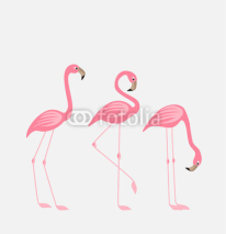 Fototapety Tropical bird flamingos