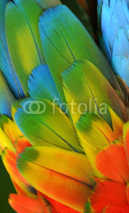 Fototapety Macaw Feathers (Rainbow)