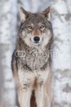 Naklejki Grey Wolf (Canis lupus) Straight On