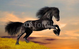 Naklejki Black Friesian horse gallops in sunset