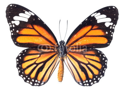 monarch butterfly isolated on white background