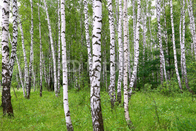 Beautiful birch of summer forest