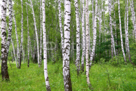 Obrazy i plakaty Beautiful birch of summer forest