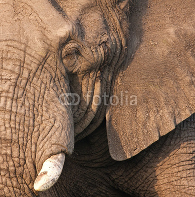 Elephant bull's head