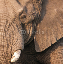 Fototapety Elephant bull's head