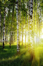 Naklejki birch trees in a summer forest