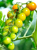 Naklejki Fresh and organic cherry tomatoes in the garden