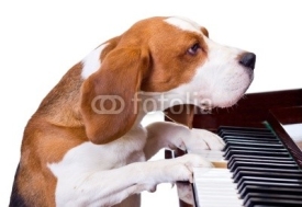 Naklejki Dog playing the piano.