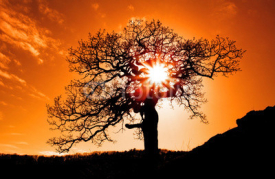 Fototapety Alone tree with sun and color red orange yellow sky