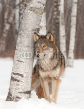 Obrazy i plakaty Grey Wolf (Canis lupus) Stands Next to Birch Tree