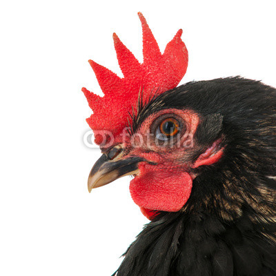 Portrait black chicken