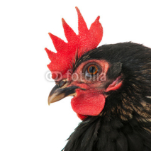 Naklejki Portrait black chicken