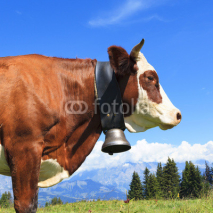 Naklejki Brown cow in a meadow