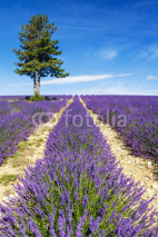 Fototapety Lavender field in Provence