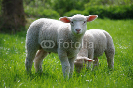 Fototapety Lamm (Schaf) auf Weide