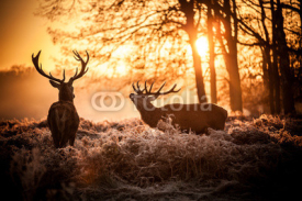 Fototapety Red Deer in Morning Sun.