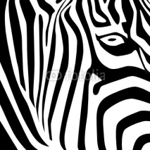 Obrazy i plakaty Zebra