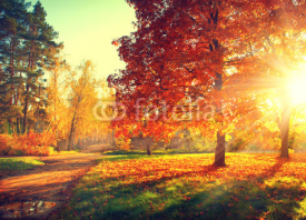 Autumn scene. Fall. Trees and leaves in sun light