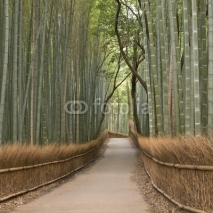 Naklejki Kyoto Bamboo grove