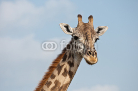 Naklejki portrait of a giraffe