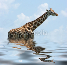 Fototapety sunken Giraffe