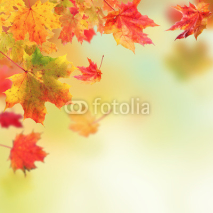 Naklejki Autumn leaves