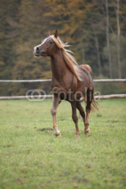 Naklejki Gorgeous arabian stallion with long flying mane