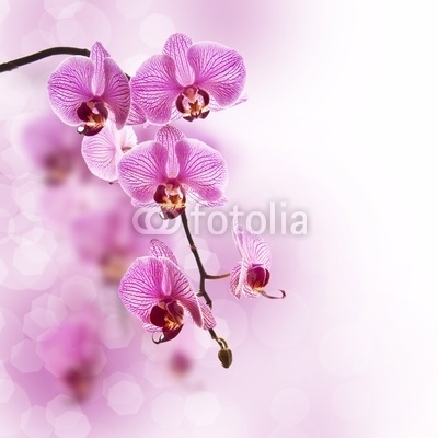 Orchidée rose, fond pastel