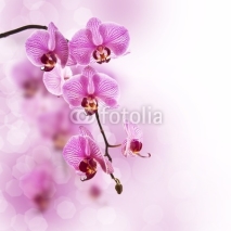 Naklejki Orchidée rose, fond pastel
