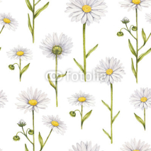 Fototapety Chamomile flowers illustration. Watercolor seamless pattern